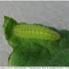 lyc dispar larva3 volg2